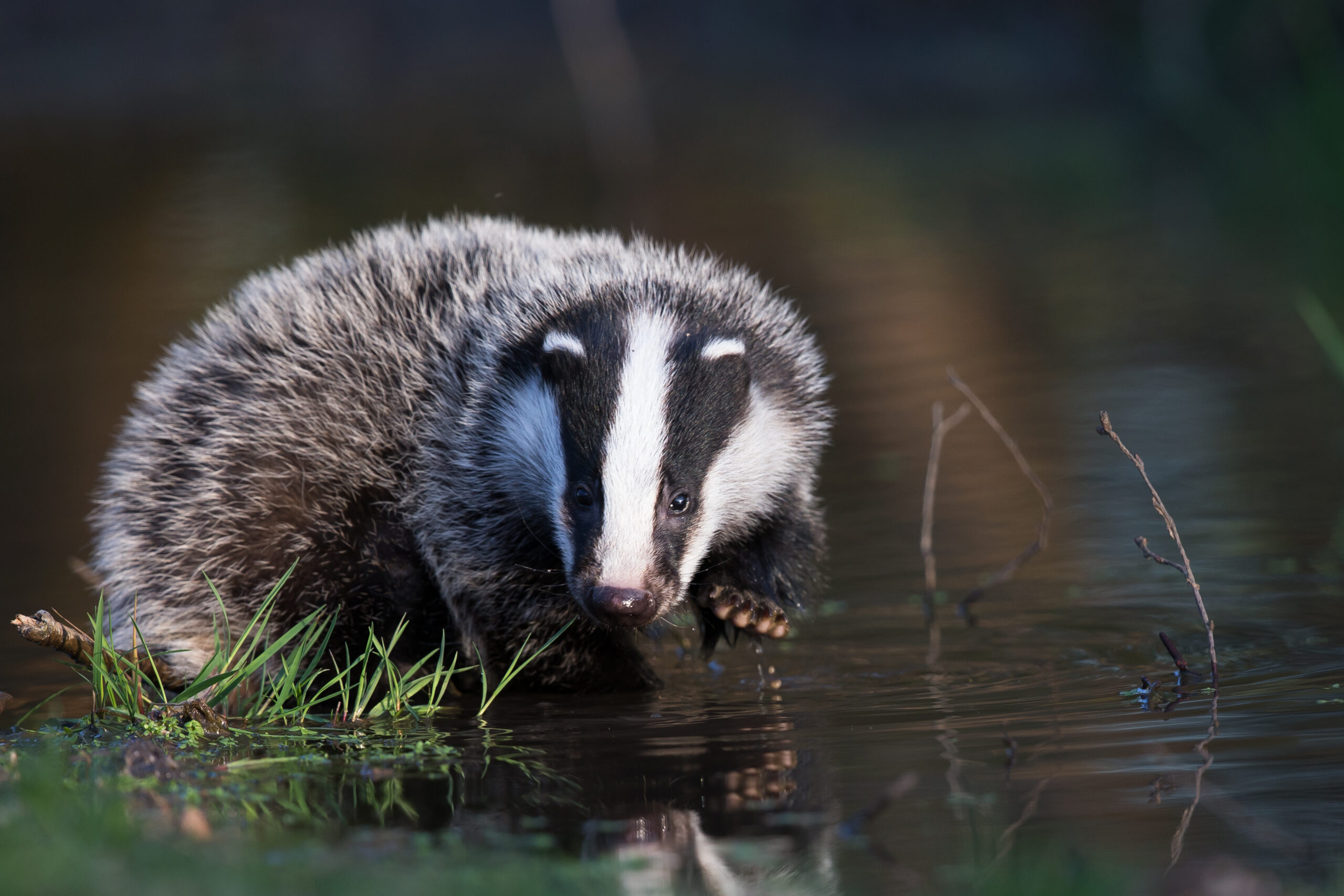 petit gibier de france mammifères mustélidés - blaireau- crédit photo Dominique Gest