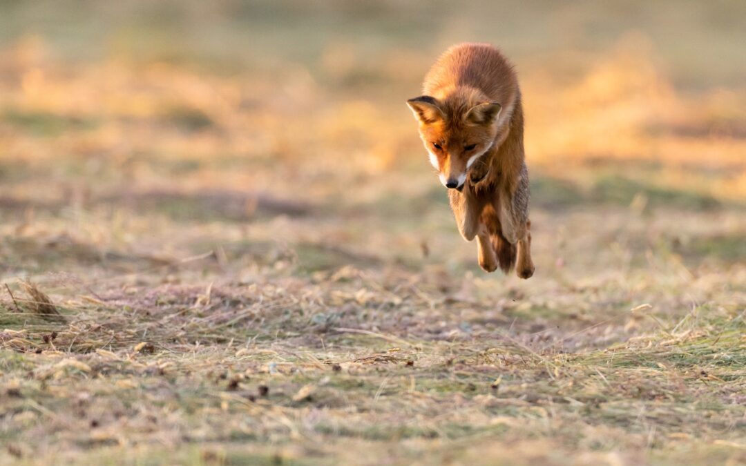Mammifères prédateurs autres