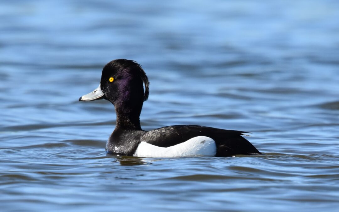 Fuligule morillon (Aythya fuligula)
