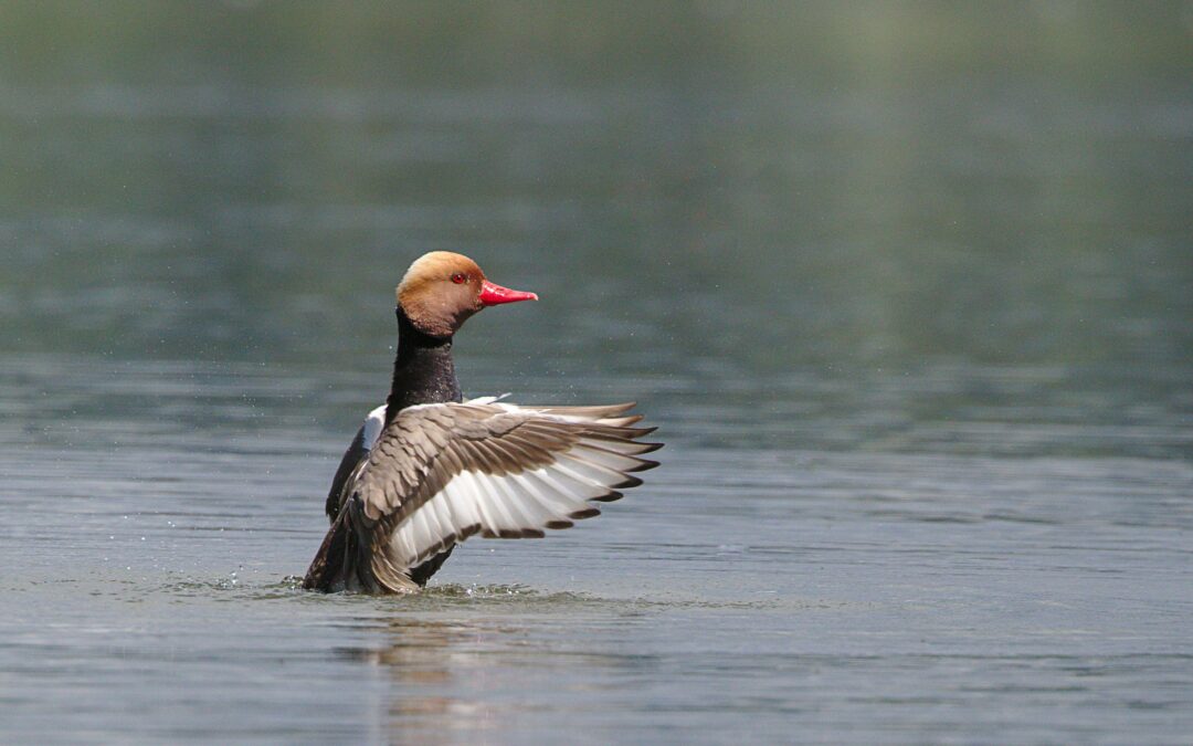 Nette rousse (Netta rufina)