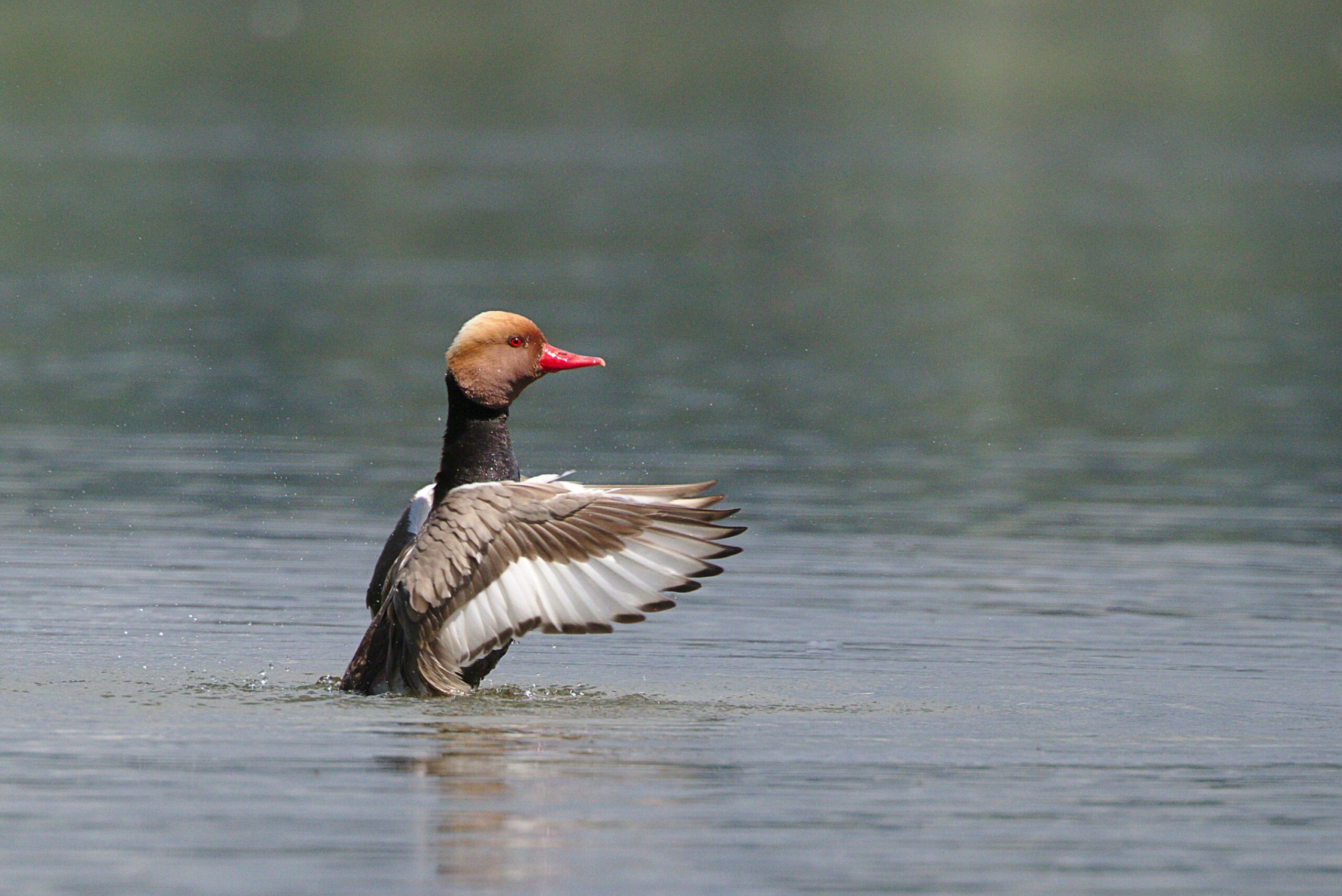 petit gibier de france - nette rousse