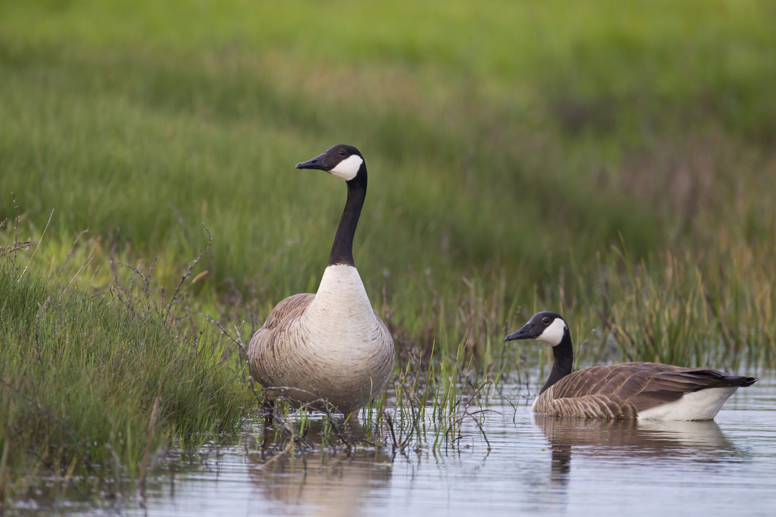 petit gibier de france - oies bernaches - crédit photo Dominique Gest