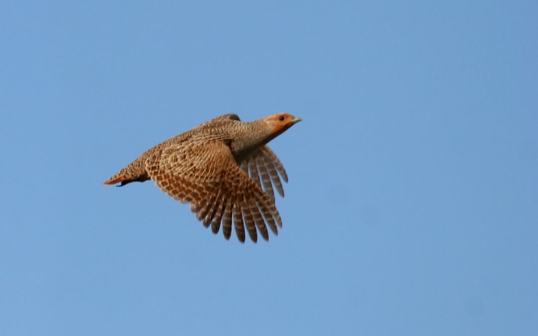 Perdrix grise de montagne (Perdix perdix hispaniensis)
