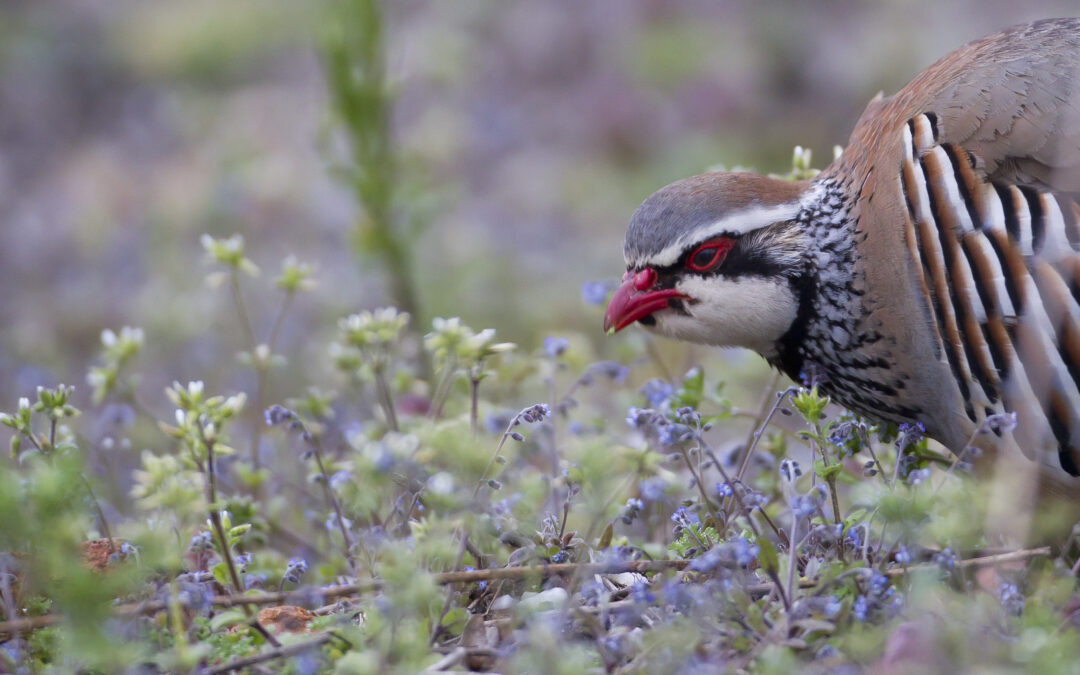Perdrix rouge