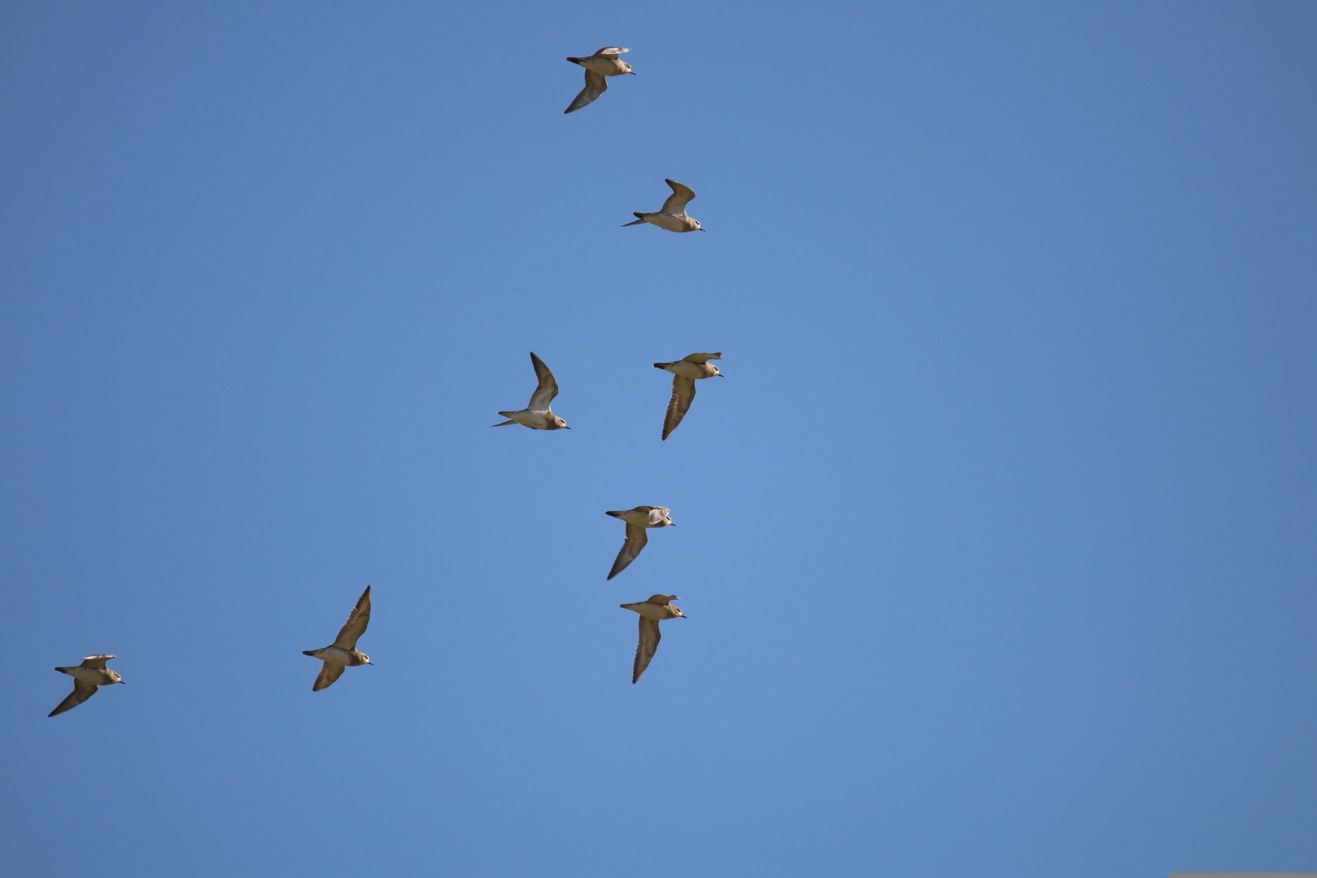 petit gibier de france - pluviers