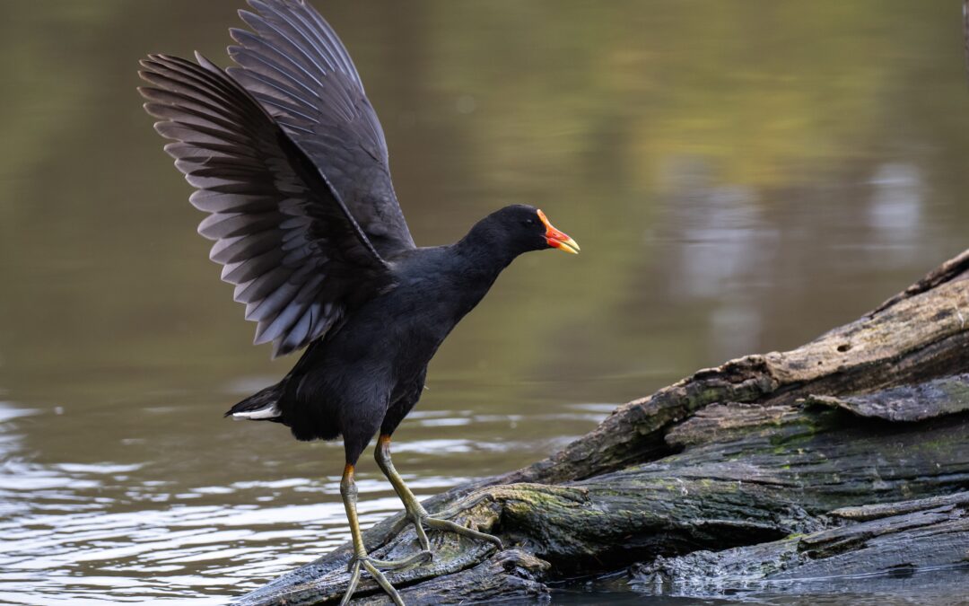 Poule d&rsquo;eau (Gallinula chloropus)