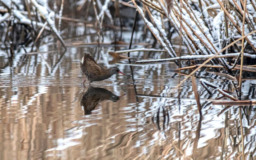 Râle d&rsquo;eau (Rallus aquaticus)