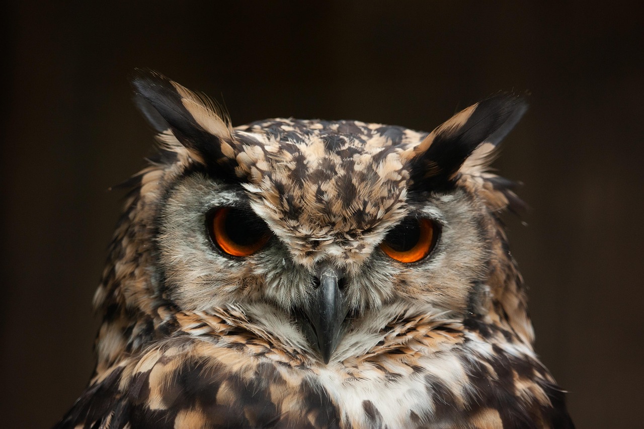 petit gibier de france -rapaces nocturnes