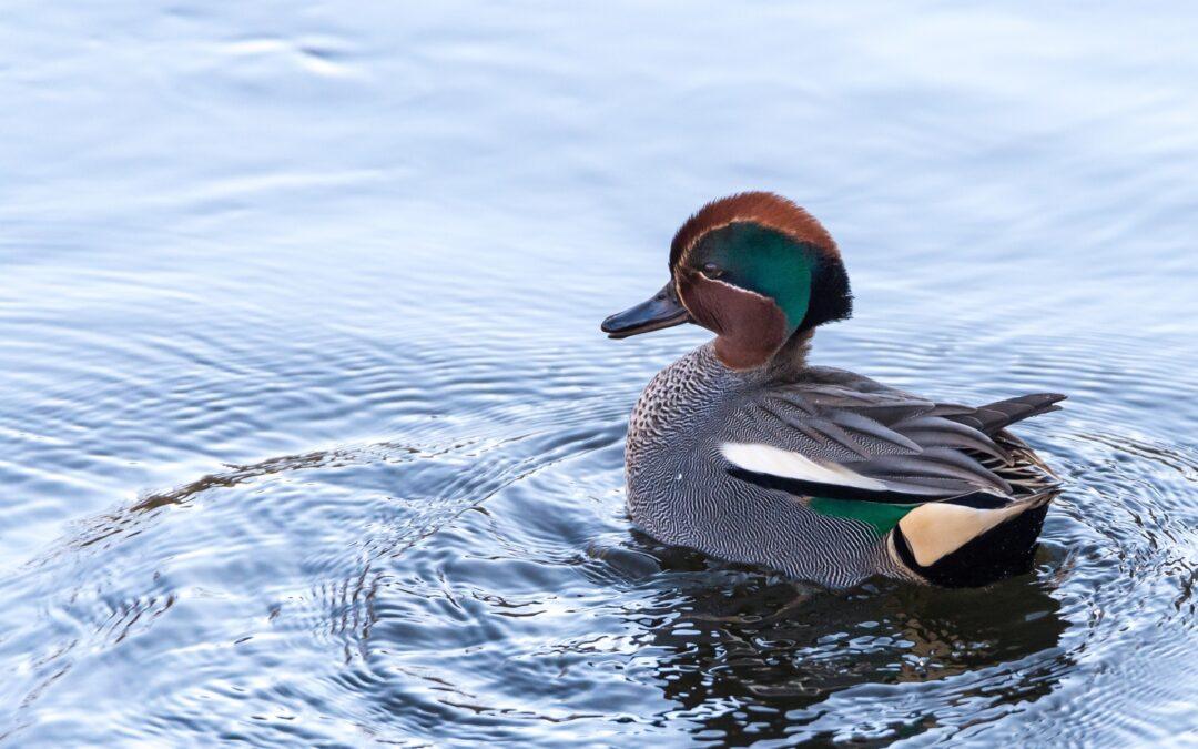 Sarcelle d’hiver (Anas crecca)