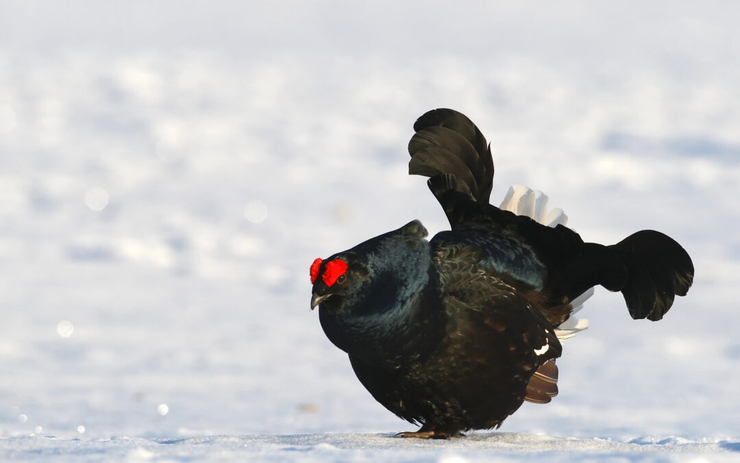 Tétras lyre (Lyrurus tetrix)