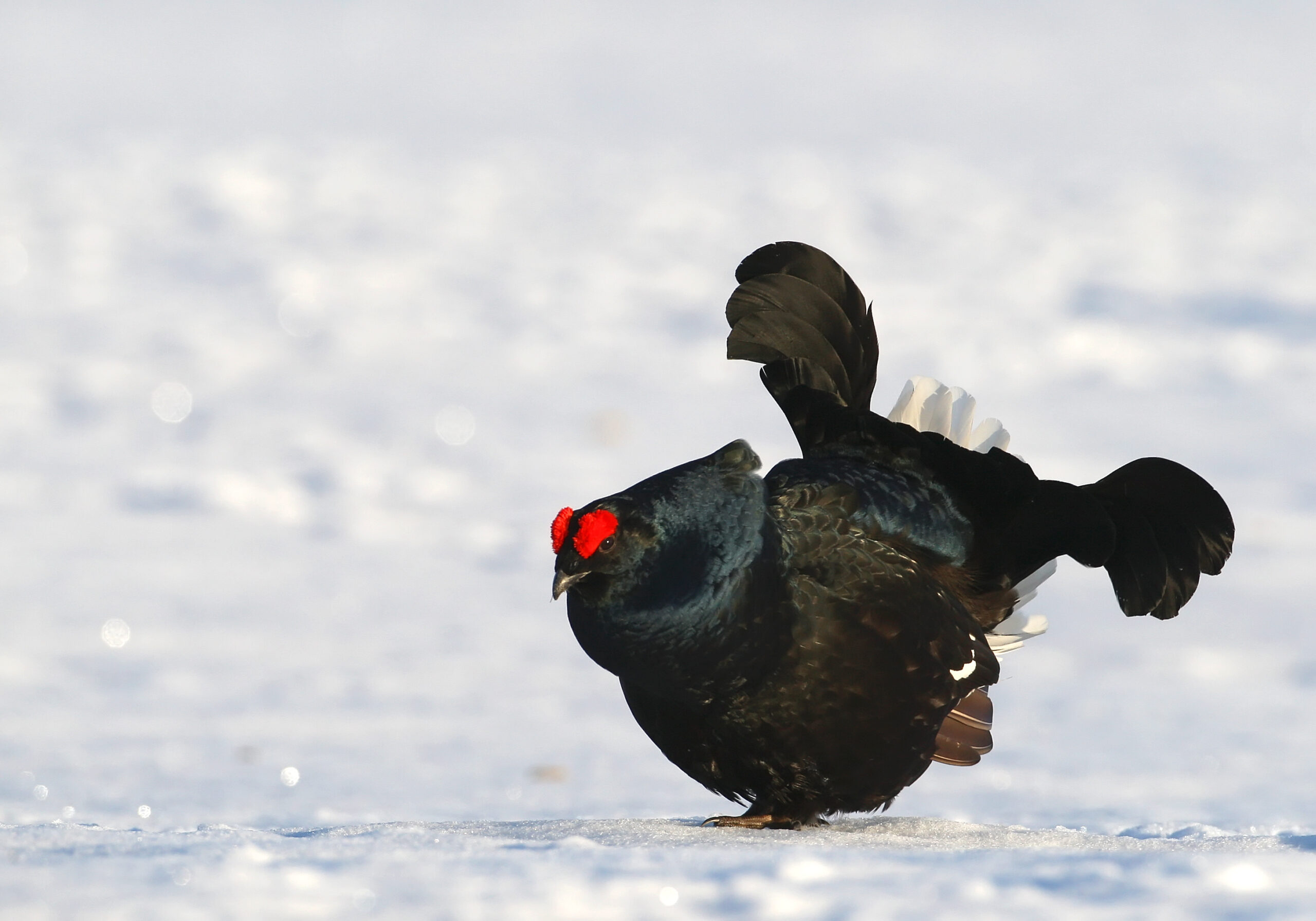 petit gibier de france - tetras Lyre Coq - crédit photo Dominique Gest