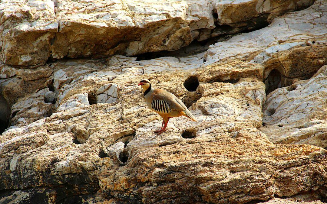 Perdrix bartavelle (Alectoris graeca)