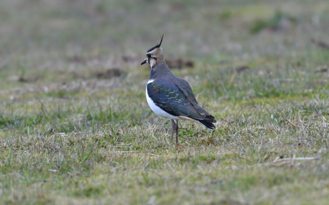 Vanneau huppé (Vanellus vanellus)