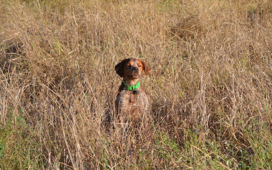 Les traditionnelles Journées Saint-Hubert, rendez-vous incontournables des chasseurs de petit gibier, laissent place en 2025 à une nouvelle formule : le Challenge National Chasseurs de France (CNCF).