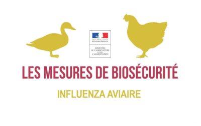 Un foyer de grippe aviaire détecté dans un élevage de faisans et de perdrix dans le Pas-de-Calais