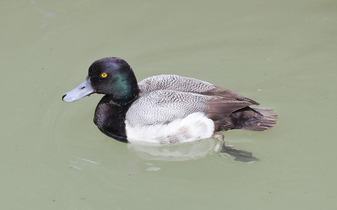 Fuligule milouinan (Aythya marila)