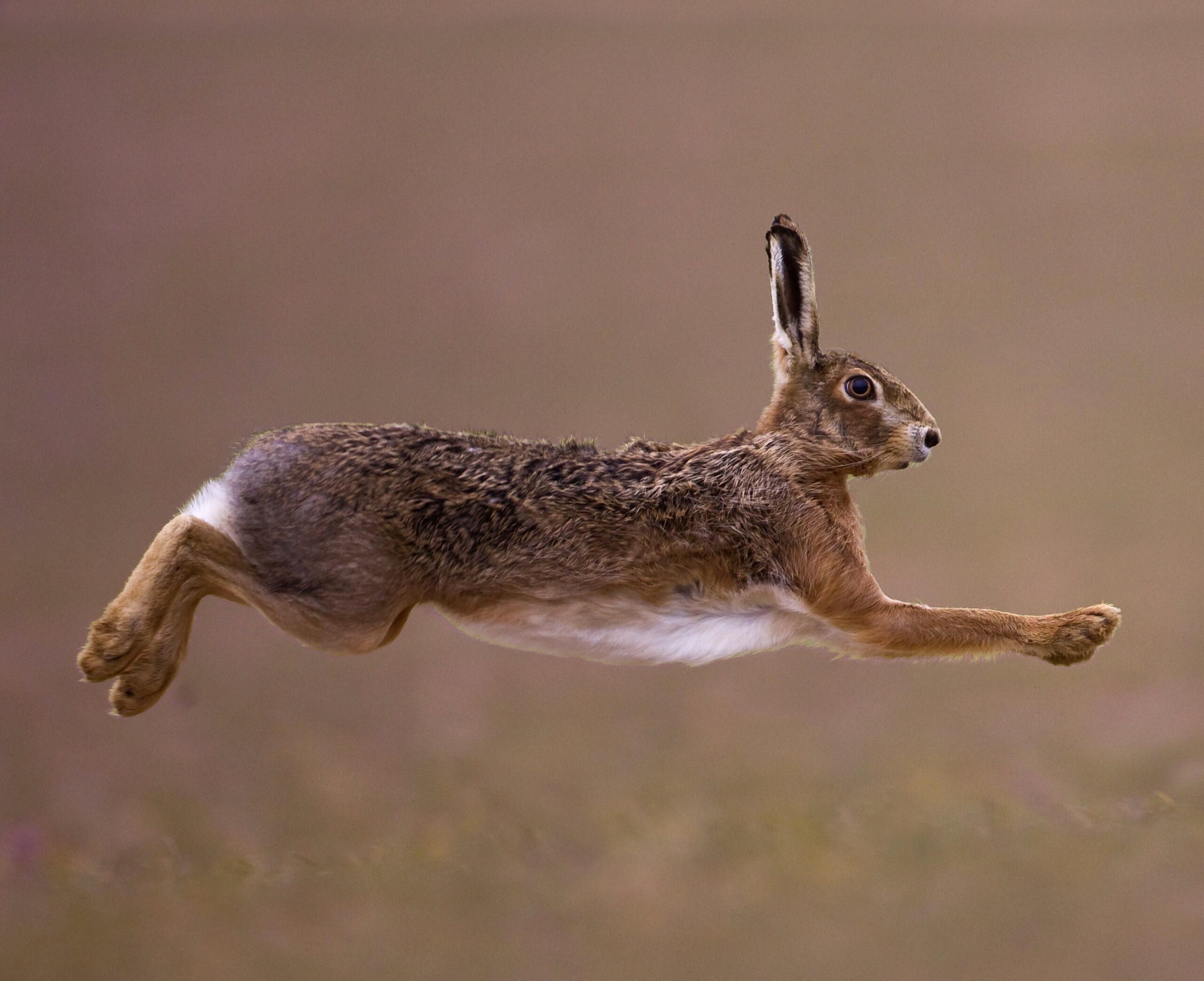 petit gibier de france - lièvre- credit photo Dominique Gest